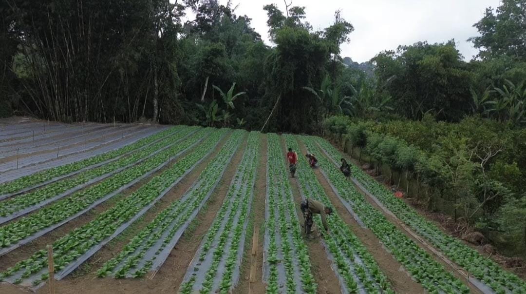 Transformasi Lahan Warga Menjadi Kebun Pakcoy di TMMD Ke-129 Kodim 1626/Bangli